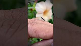 Asian Ant Mantis grooves to some AC/DC