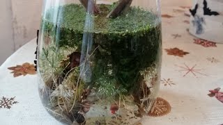 Ich hab mir ein kleines miniaquarium gebaut. Natürlich ohne Fische aber mit posthornschnecken. by Lisaveta 53 views 2 months ago 2 minutes, 55 seconds