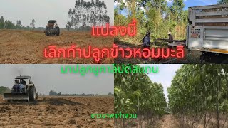 ไถคันนาทิ้งเตรียมปลูกยูคาแทนการทำนาข้าวหอมมะลิ#tractor #agriculture #tractor #ยูคาลิปตัส #ยูคา