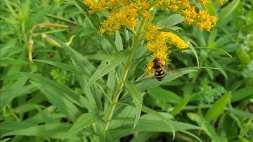 See What We Can See Shorts: Common Banded Hoverfly