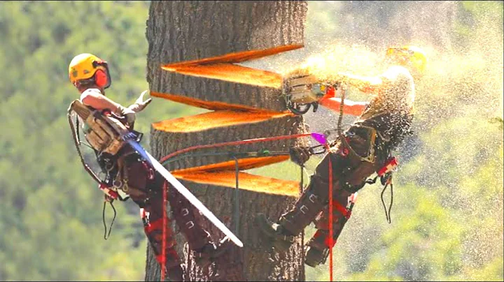 Huge Cedar Trees Felling Climbing with Chainsaw Machines! [Dangerous Tree Cutting Down Skills]