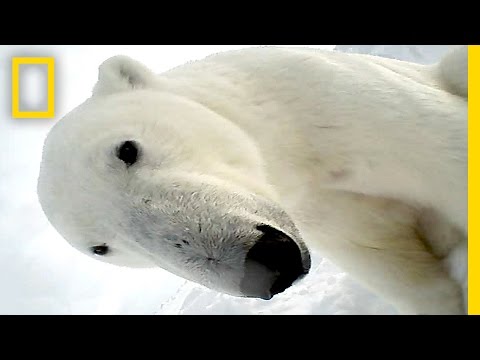 Polar Bear Eats Seal in First Ever POV Video | National Geographic