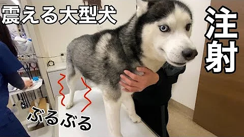 犬 震える 犬 震える
