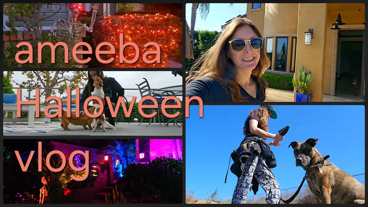 Best of Rust Encounters, Dog Walks & Real-Life Moments: 22 Shorts in ...