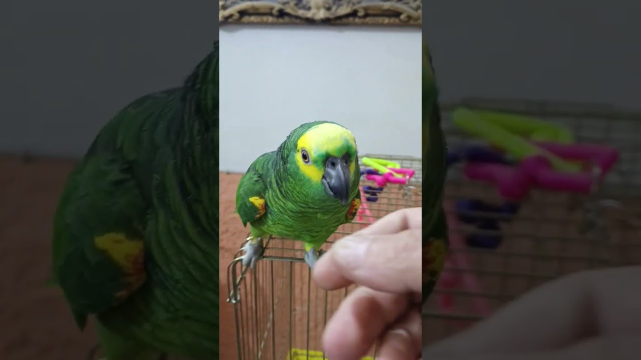 للبيع ببغاء امزوني يتكلم اليف جداا لاتنسى الاشتراك في القناة ليصلك كل جديد