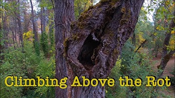 Tree Felling Scenarios -INSANE DECAY