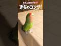 キーちゃん、｢きちゃコング｣覚えてる？#shorts