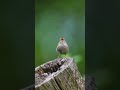 👑. birth sound #wildlifephotography #best_birds_of_world #birds_perfection #earthcapture #bird sound