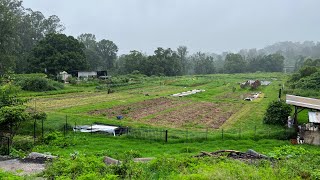 Rainy day on the farm (preparing garlic)