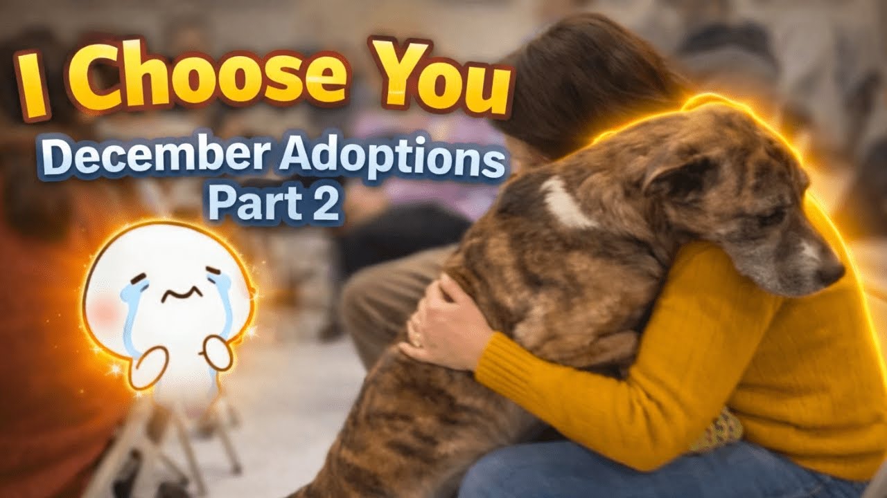 Комната, где собаки находят своих хозяев — День усыновления | Часть 2