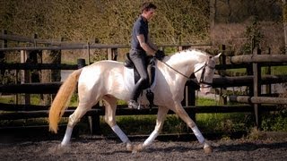 Kambarbay - Akhal Teke - Dressage Training 2012