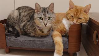 どうしても姉猫の隣が良い。愛が重すぎる猫。