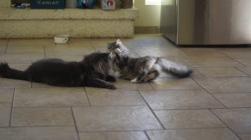 Thor & Loki get catnip toys
