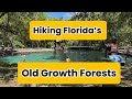 Hiking Florida’s Old Growth Forest | Ocala National Forest
