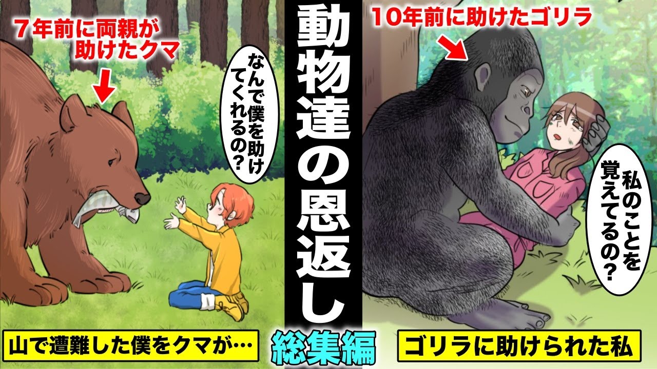 漫画 昔助けた動物に恩返しされた人々 絶望的な状況で動物に助けられた動物たちと人間の心温まるストーリー 総集編 Youtube