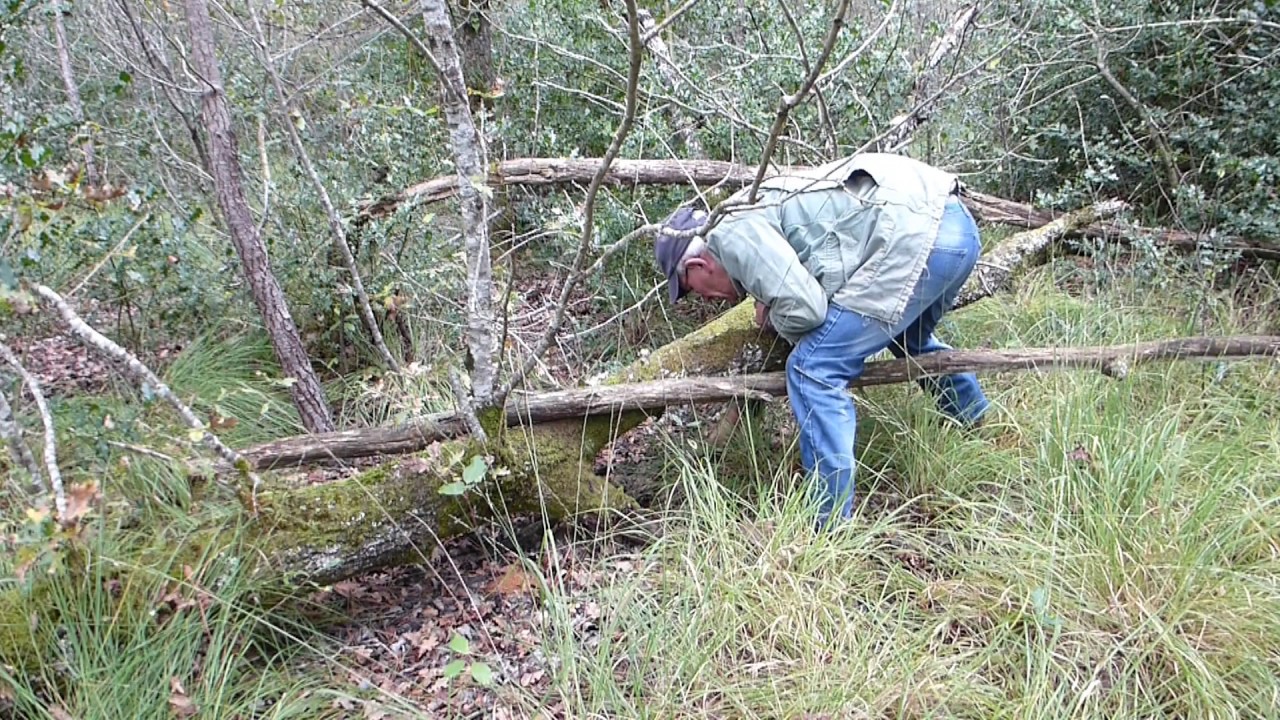 Cueillette de cèpes d'octobre 2016 dans le Médoc dans de jolis bois .