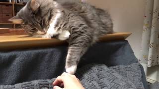 触れてくる猫 ノルウェージャンフォレストキャットA cat comes in touch.Norwegian Forest Cat.