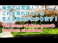 水草水槽でのコケの発生原因は植物学者によって解明されてます！ep.1［Causes of algae growth］【アクアリウム】【aquascape】