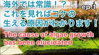 水草水槽でのコケの発生原因は植物学者によって解明されてます！ep.1［Causes of algae growth］【アクアリウム】【aquascape】