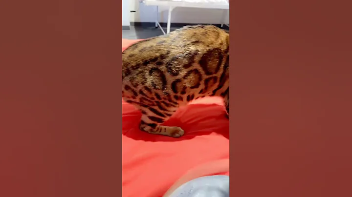 Watch the video about Top Quality Bengal Cat in India 🇮🇳Bengal cat for sale🙀 Bengal kitten in India 📞8463993393 #india