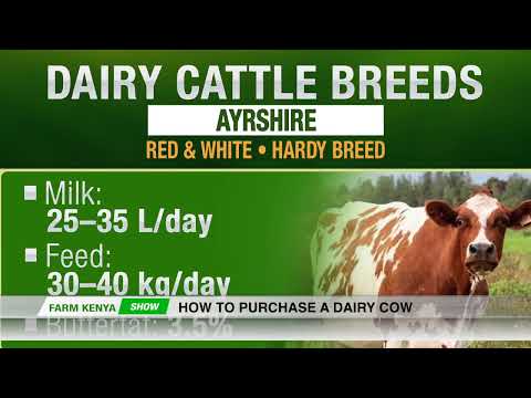 HOW TO PURCHASE A DAIRY COW
