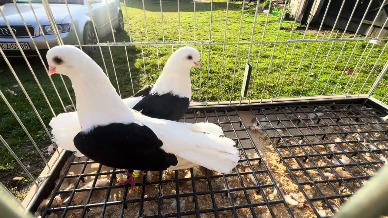 pokaz 15 listopada 2025 