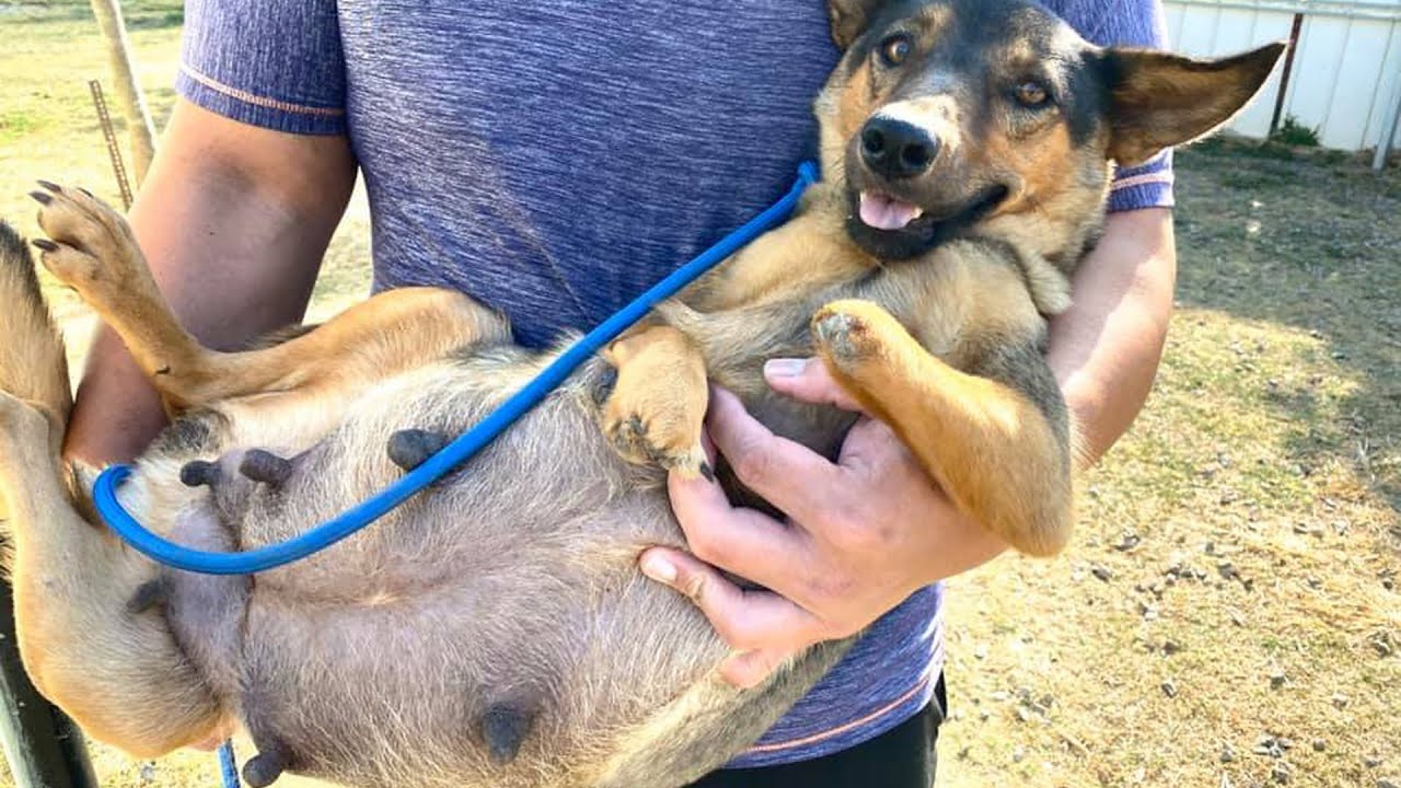 The Stray Kangaroo Mother Dog Gave Birth to Nine Puppies After Being ...