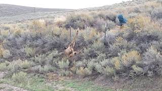 Baby Elk Gets Freed screenshot 4