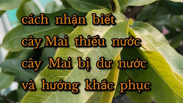 Cách nhận biết. Cây Mai dư nước và cây Mai bị thiếu nước và hướng xử lý. #maivangtâm