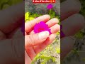 चमचम चांदी सोना चांदी देवी मां के भजन🙏#newtrend #jaimatadi #status #viralvideo #devimaa #status