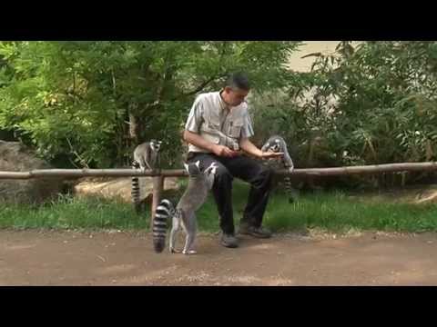 Video: Najzaujímavejšie zoologické záhrady na svete