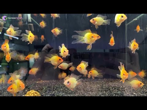 Video Chia sẻ bí kíp thần kỳ giúp dưỡng cá lên màu đẹp như... - youtube