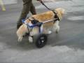 Dog walks in a Walkin' Wheels Wheelchair for the first time in months.