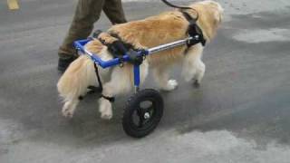 Dog walks in a Walkin' Wheels Wheelchair for the first time in months.