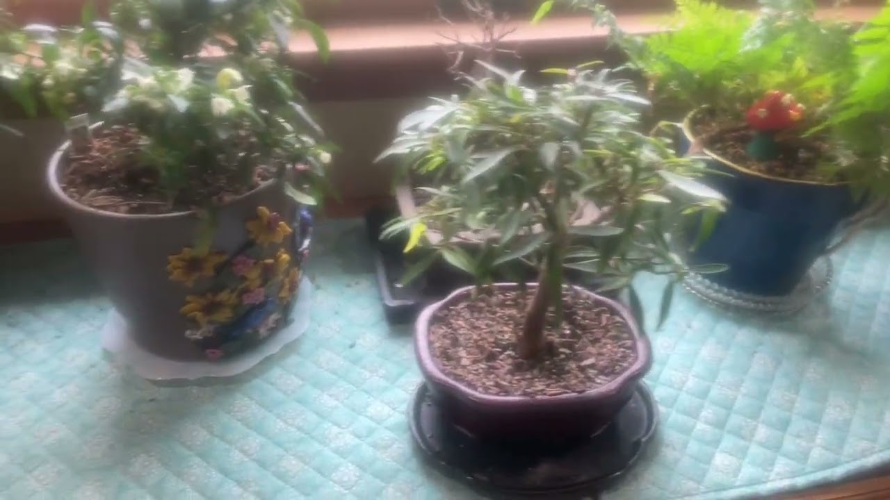 Bonsai Garden Flyover 