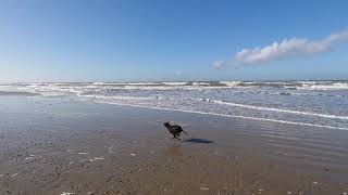 Chester the Manchester Terrier fetching on the beach of Ameland