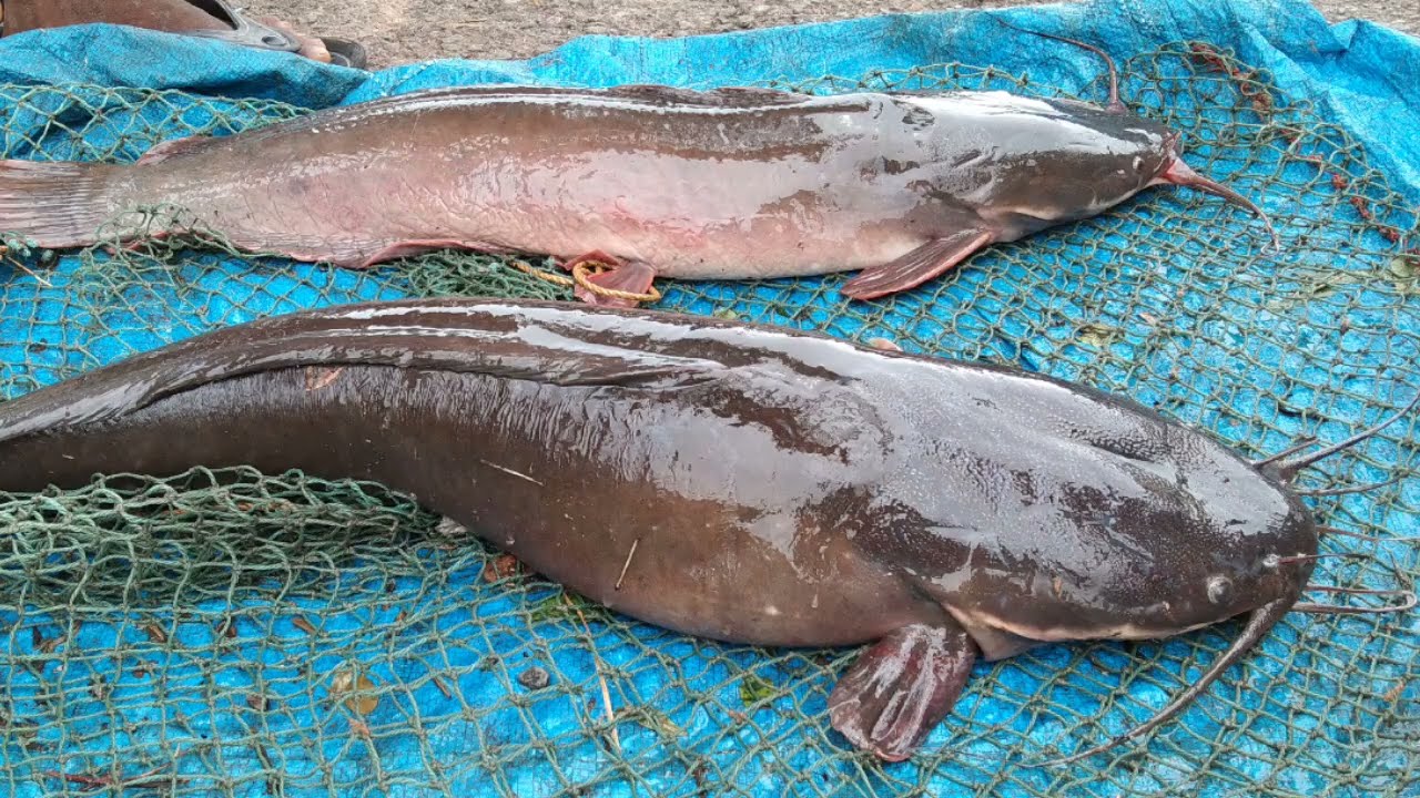 How to farm African Cat Fish using Tanks?