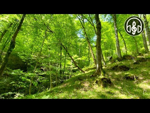 Beautiful spring mountain forest Birdsong in the Caucasus forest