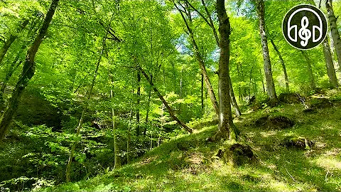 Beautiful spring mountain forest. Birdsong in the Caucasus forest.
