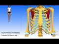 #shorts #youtubeshorts #anatomy 3d view of pectoralis minor origin and insertion ❤️ nerve s & action