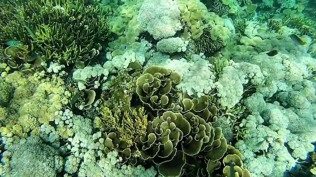 🐋A living reef bursting with color at Siaba Besar Out of the blue, a whitetip reef shark glides by 🦈