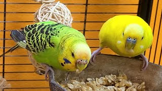 relaxing budgie sounds