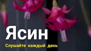 СУРА ЯСИН СЕРДЦЕ КОРАНА❤️ СУЛАШАЙТЕ КАЖДЫЙ ДЕНЬ | ИСПОЛНЯЕТСЯ ЖЕЛНИЯ ИНША АЛЛАХ