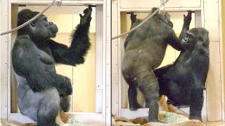 Gorillas Try To Fix The Door Using Tools | The Shabani Family