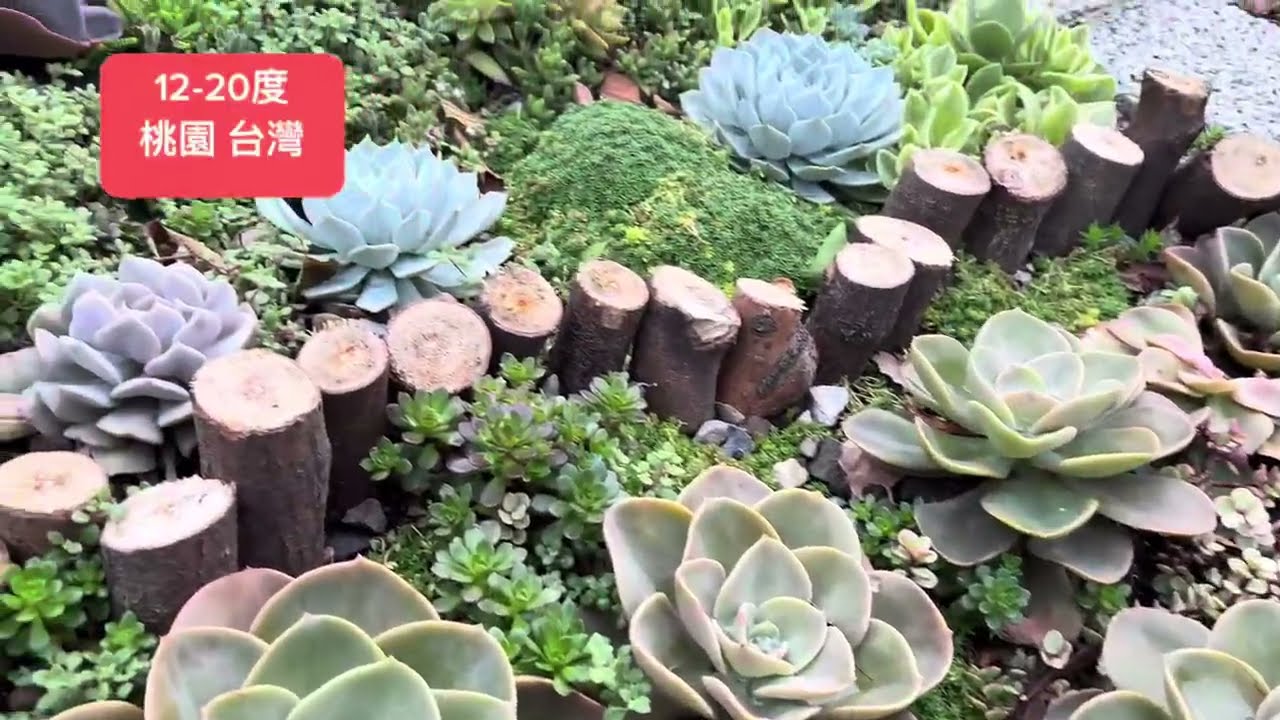 地植多肉、每顆都很大顆、狀態很自然很會生寶寶、適合種植大肉型的多肉  雖然種植在地上但ㄧ樣能出狀態繁殖力非常的強#多肉 #多肉の水やり #多肉植物 #succulent #地植多肉 #植物園