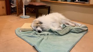 【ルンルンの裏庭】暖房が入りはじめたので涼しい和室で眠るアラン
