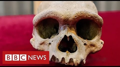 New human species found in China could be our “closest evolutionary relative” - BBC News