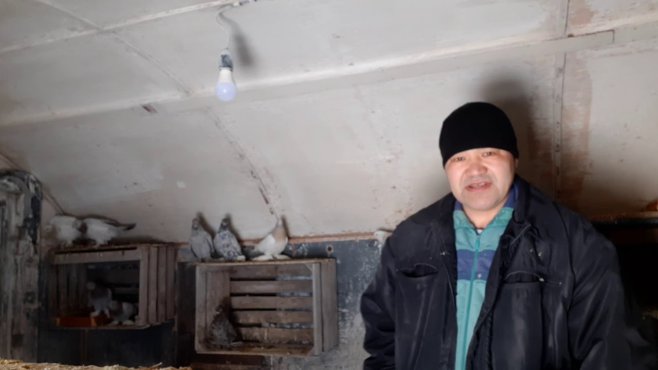 Проверка Природного инстинкта на постройку гнезда у домащних голубей. И колотим гнёзда бортики.