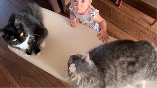 くつろいでいるベンチごと運ばれる猫 ノルウェージャンフォレストキャット A cat carried along with a relaxing bench