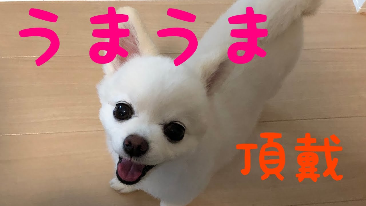 食いしん坊すぎてお皿をなめ続ける犬 大好物のウマウマを求めて旅に出る ぬいぐるみ犬りず チワワ Youtube 食いしん坊すぎてお皿をなめ続ける犬 大好物のウマウマを求めて旅に出る ぬいぐるみ犬りず チワワ Youtube